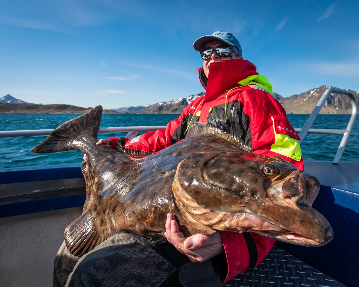 Sportfiskare med stor hälleflundra i Nappstraumen, Lofoten