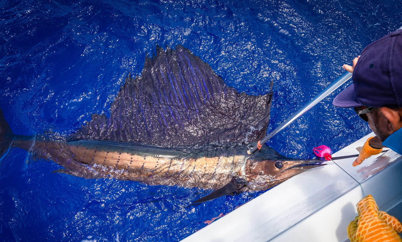 Sailfish bryter ytan under fight på väg mot Hawkins Bank
