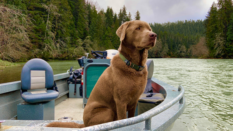 En brun hund sitter på fören av en liten båt på en flod, omgiven av granskog. Fiskeredskap och två tomma säten syns bakom.