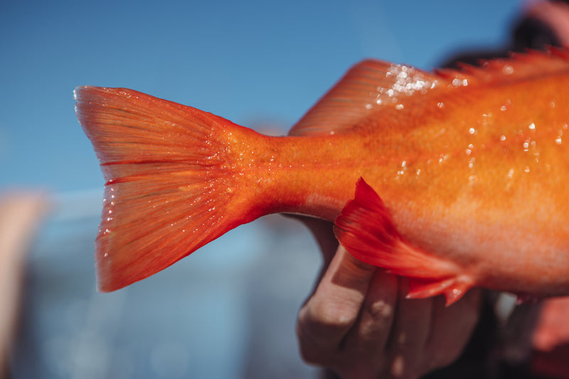 Närbild av en sportfiskare som håller en orange fisk, fokus på fiskens kropp och stjärt med suddig blå himmel i bakgrunden.