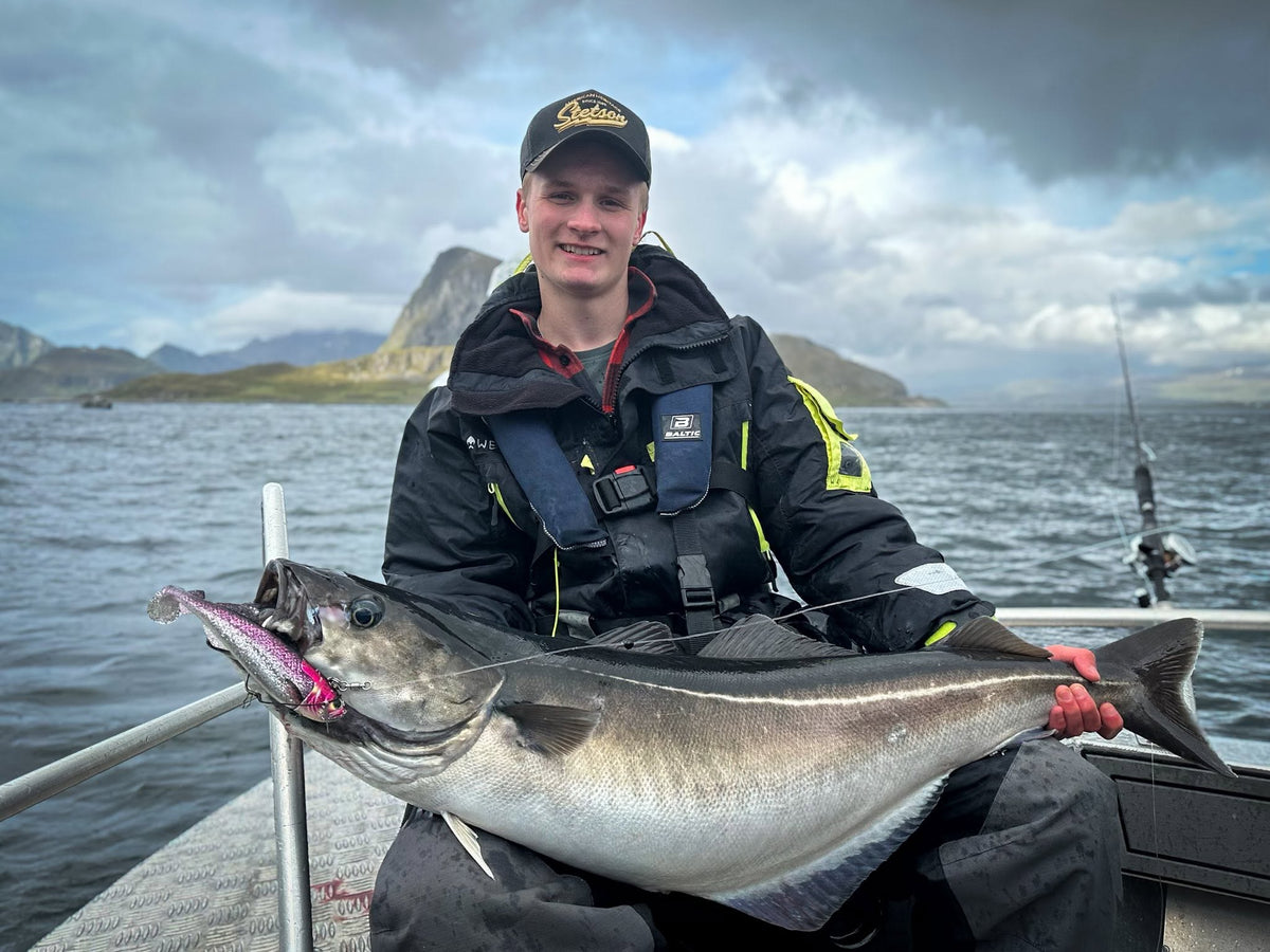 Sej fångad under havsfiske i Nappstraumen, Lofoten