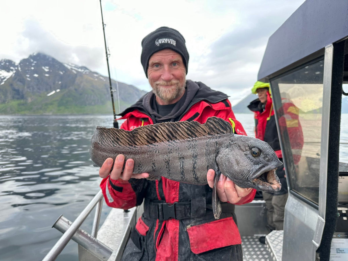 Havskatt fångad under havsfiske i Nappstraumen, Lofoten