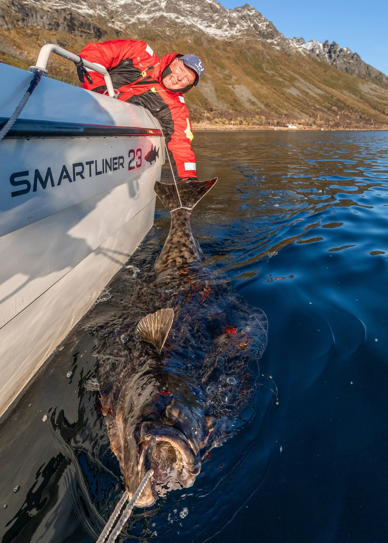 Stor hälleflundra fångad under havsfiske i Nappstraumen, Lofoten