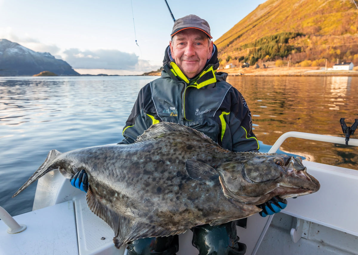 älleflundra fångad under havsfiske i Nappstraumen, Lofoten