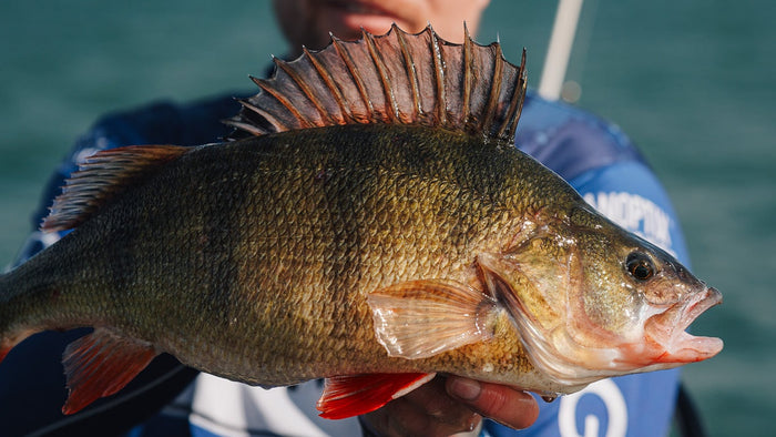 En sportfiskare i blå skjorta håller upp en stor abborre med taggiga ryggfenor vid en sjö, perfekt för fiskeresa.