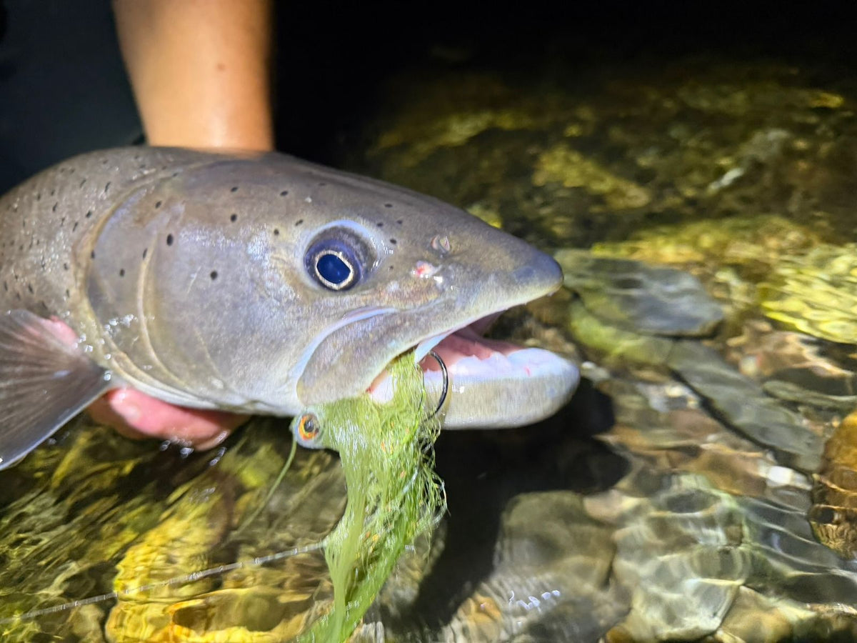 Nahaufnahme des Kopfes eines Hucho hucho mit grünem Streamer im Maul, gefangen in Montenegro